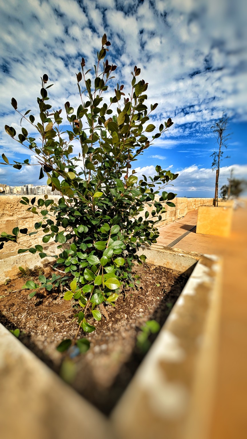 Siġra ġdida mħawla fi Ġnien il-Mandraġġ fil-Belt Valletta